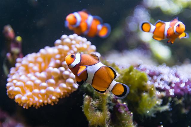 Clown Fish Swimming Around Anemone