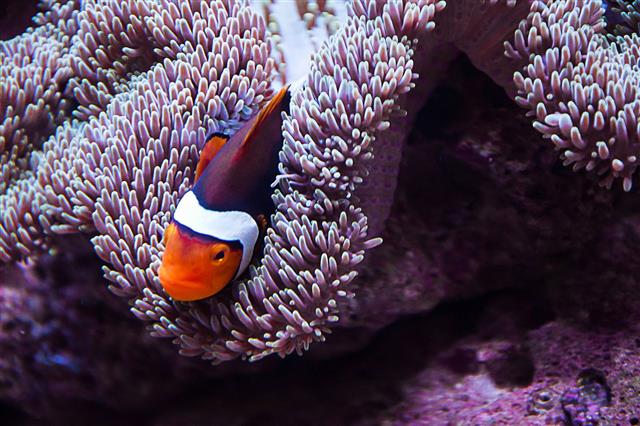 Clown Fish Swimming In Sea Anemone