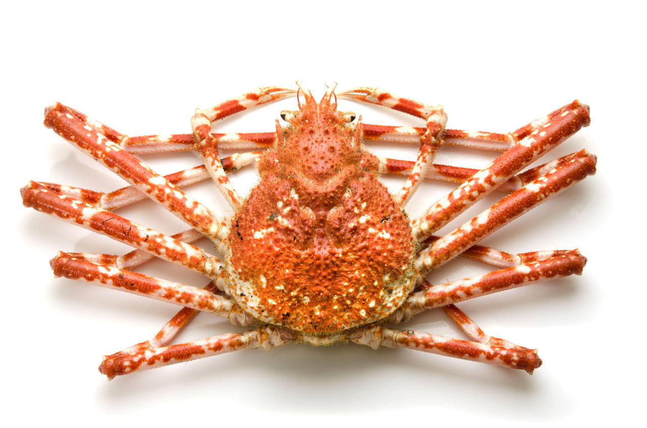 Facts About Spider Crabs That Are Insanely Bizarre Animal Sake