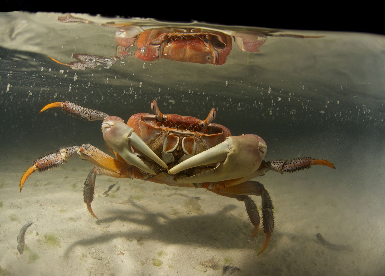 Do You Know What Crabs Eat? Find Out Now - Animal Sake