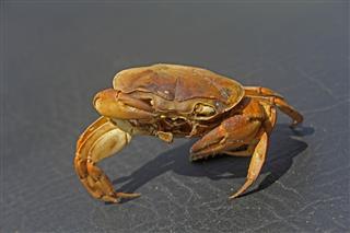 Dead Land Crab