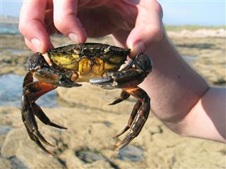 Male Hand Holding Large Crab