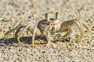 Crab On Sand Beach