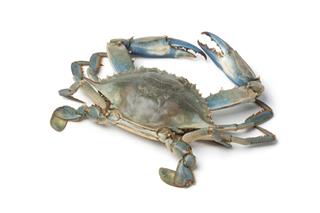 Single Blue Crab