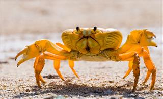 Land Crab Spread Its Claws