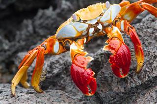 Macro Sally Lightfoot Crab