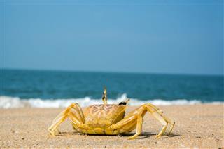 Crab Running Across Sand