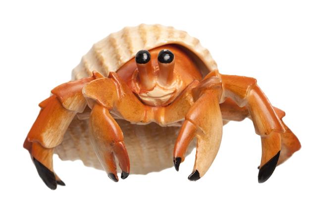 Little Hermit Crab