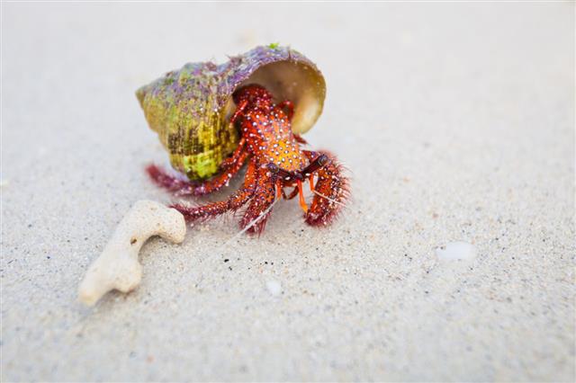 Beautiful Red Crab On Beach