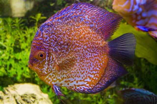 One Colored Discus