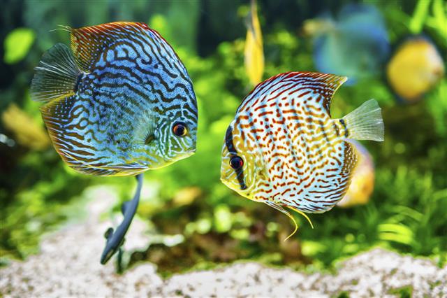 Fishes In Aquarium