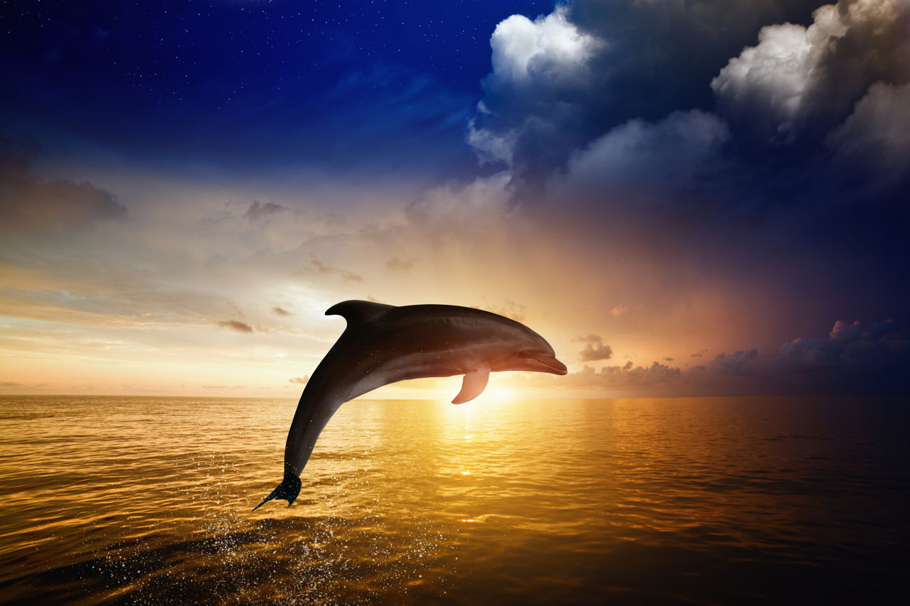 These Interesting Dolphin Food Facts Will Tell You What ...
