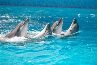 Four Dolphins Dance