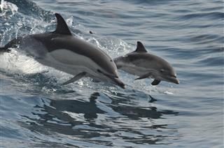 Wild Common Dolphin Mother And Calf