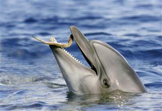 Dolphin Catching Fish In Sea