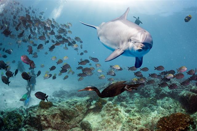 Dolphin Underwater On Reef