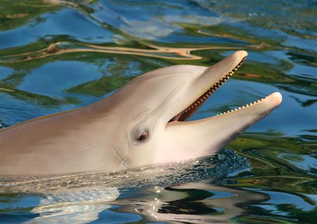 Dolphin Smiling