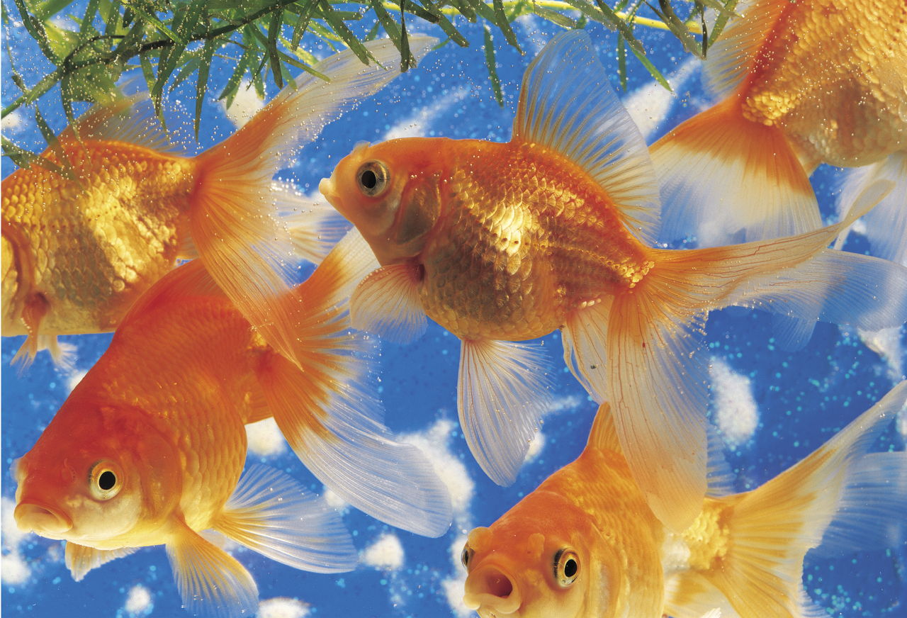 Interesting Facts about Goldfish