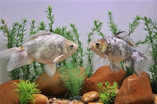 Two Silver Goldfish