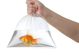 Plastic Bag With Golden Fish