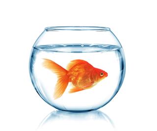 Gold Fish In A Fishbowl