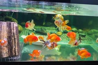 Gold Fishes In Tank