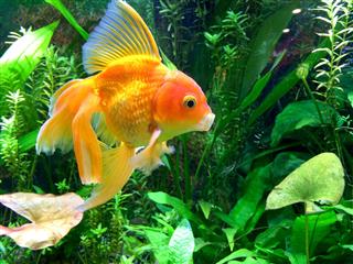 Aquarium Yawning Gold Fish
