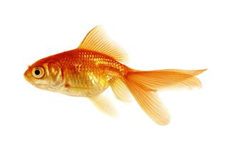 Goldfish On A White
