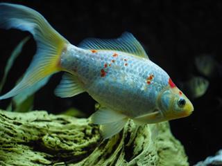 Sarasa Goldfish