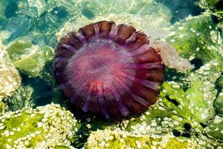 Jellyfish In A Deep Blue Ocean