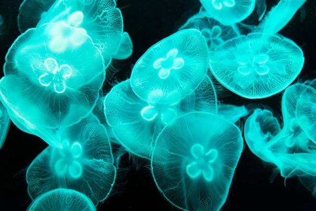 Group Of Translucent Jellyfish