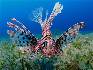 Lionfish And Sea Grass
