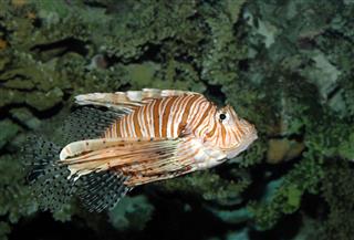 Dangerous Lionfish In Tropical Sea