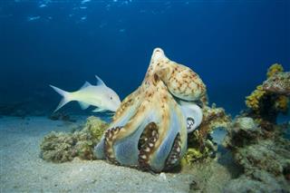 Reef Octopus Hunting