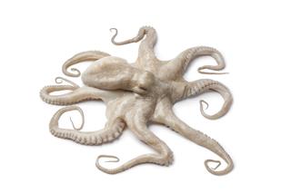 Whole Single Fresh Raw Octopus