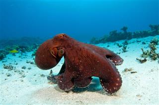 Red Octopus
