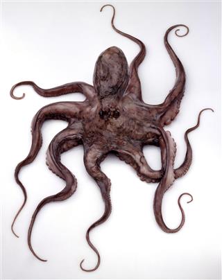 Eight Legged Brown Octopus