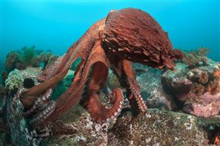 Dance Of Giant Octopus