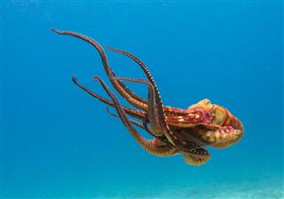 Octopus In Open Ocean