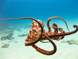 Octopus With Tangled Limbs