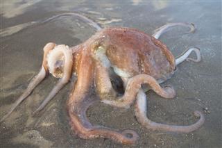 Octopus At Beach