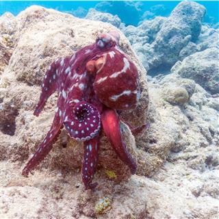 Alive Red Octopus