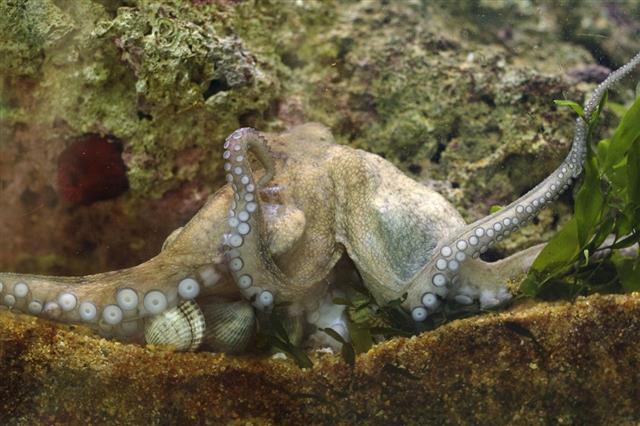 Octopus Vulgaris Eating Clams