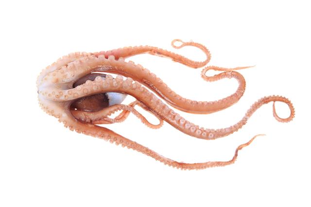 Octopus Tentacles