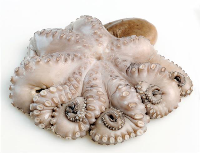 Octopus On White