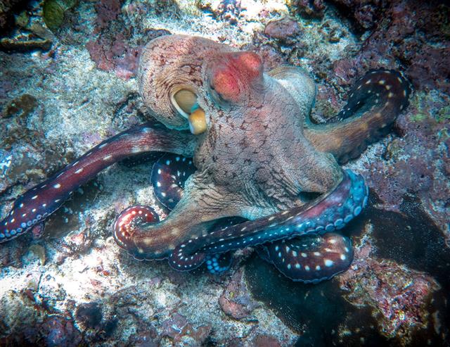 Camoflauged Reef Octopus