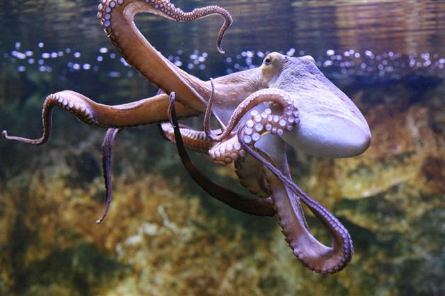 Octopus Under Surface