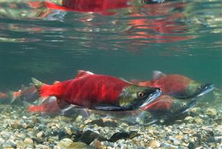 Kokanee Salmon Spawning