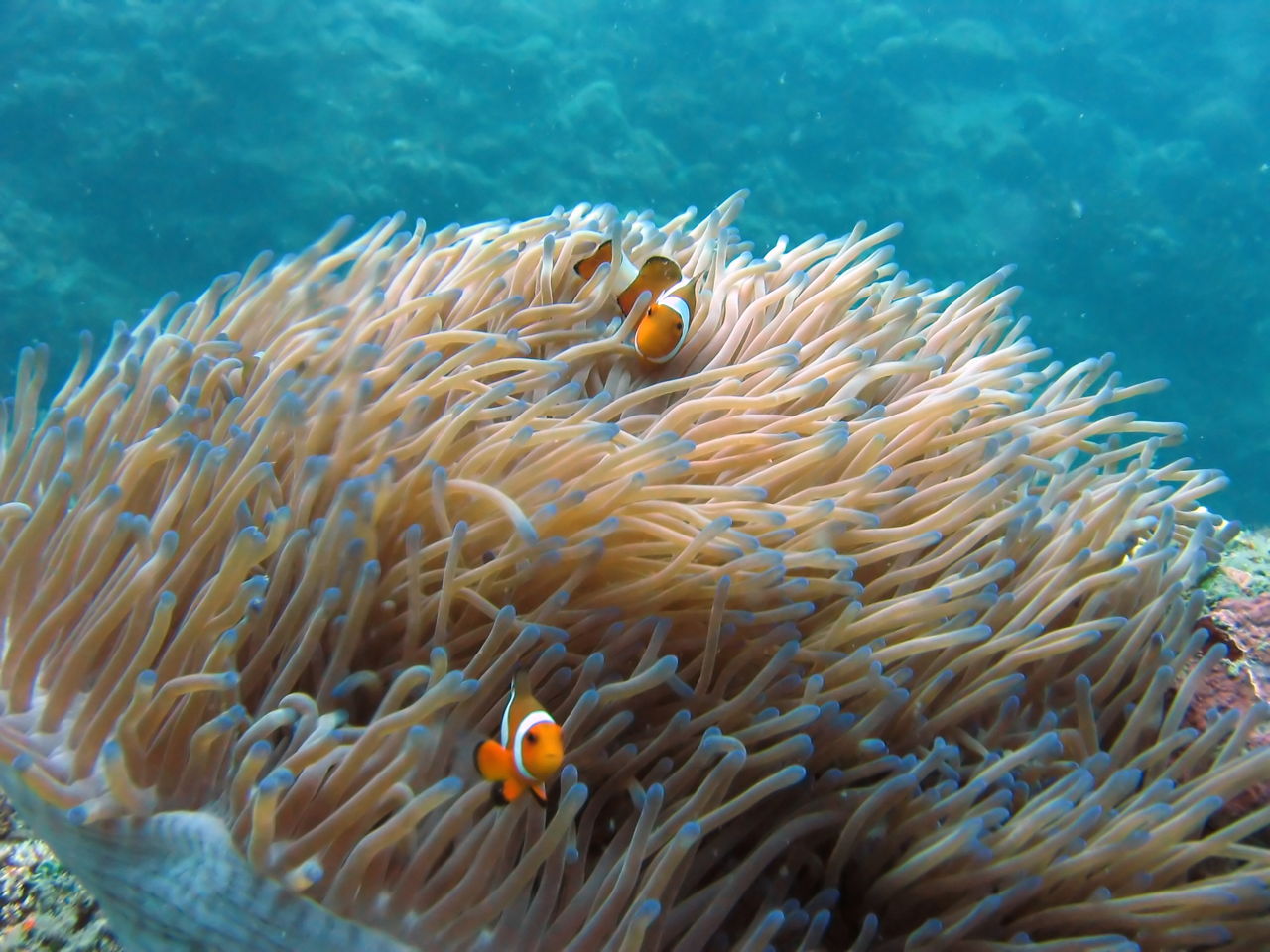 Everything You Needed to Know About the Habitat of Clownfish - Pet Ponder