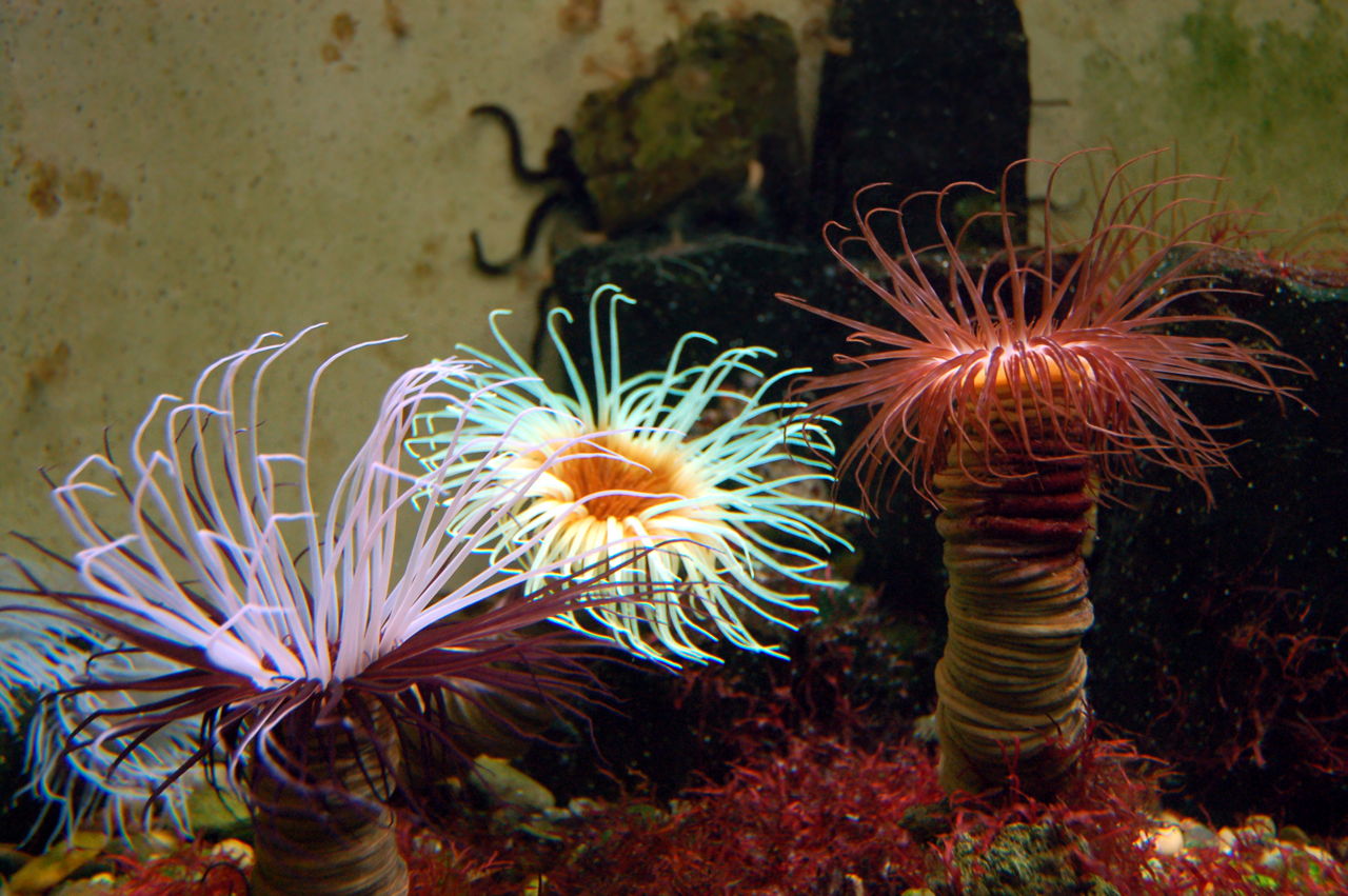 Fascinating Facts About Sea Anemones You Never Knew - Animal Sake